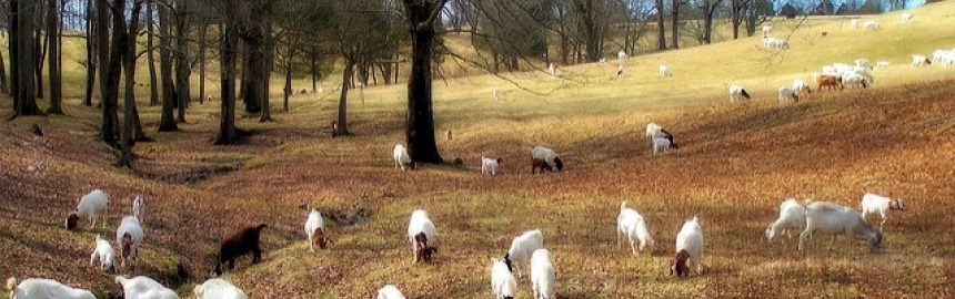 We love goats uses goats to trim your grass. Pic by Mike_tn