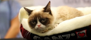 Grumpy cat Internet sensation